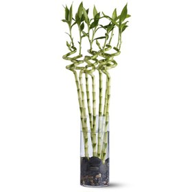 تصویر گیاه طبیعی بامبو 