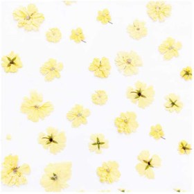 تصویر گل خشک رز آبشاری تخت 