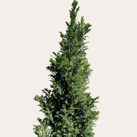 تصویر قیمت کاج الودی 