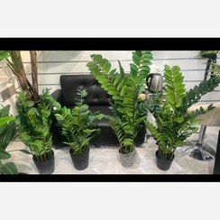 تصویر گل مصنوعی زاموفیلیا قد70 سانت 