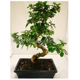 تصویر گیاه بن سای کروسلا 