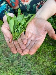 تصویر چای دست پیچ هنر دست کشاورز