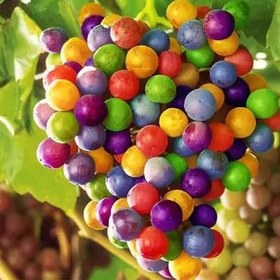 تصویر بذر انگور رنگين كمان 