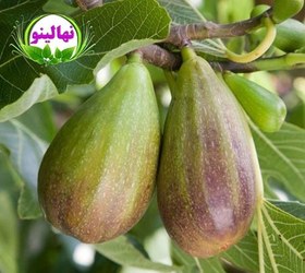 تصویر نهال انجیر سیاه گلابی 