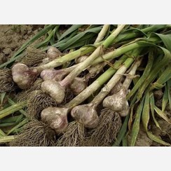 تصویر سیر تر محلی گیلان، یک کیلویی،حاصل تازه گیلان.رشت 