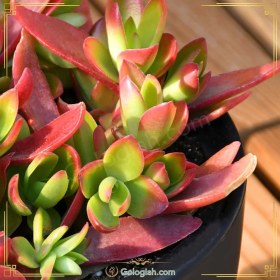 تصویر کراسولا قرمز 