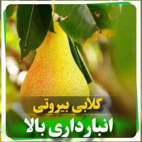 تصویر گلابی بیروتی فروش انواع نهال با بهترین کیفیف انواع نهال 