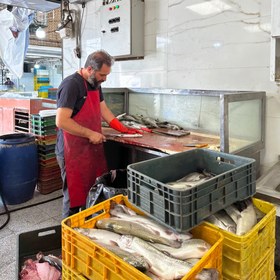 تصویر ماهی سالمون عمده وزن ۲۰ کیلوگرم 