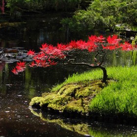 تصویر بذر افرا قرمز ژاپنی - Japanese Red Maple 