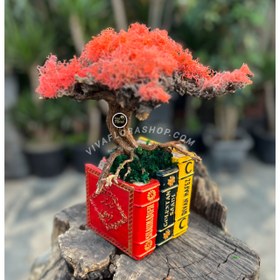 تصویر بنسای جاودان واژه خیز 