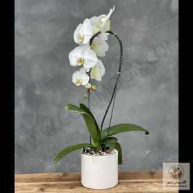 تصویر گیاه ارکیده سفید | کد: ZNB-1BUL 