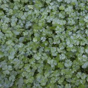 تصویر گیاه آبزی هیدروکوتایل 