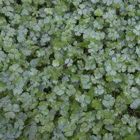 تصویر گیاه آبزی هیدروکوتایل 