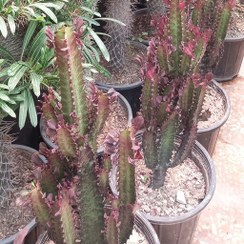 تصویر کاکتوس افوربیا قرمز کوچک 