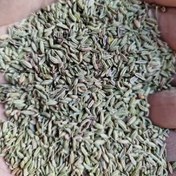 تصویر رازیانه عمده 