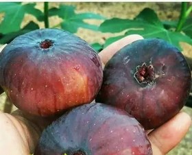 تصویر نهال انجیر یزدی Yazdi fig seedlings