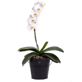 تصویر گلدان گیاه ارکیده 