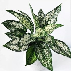 تصویر آگلونما برفی Aglaonema