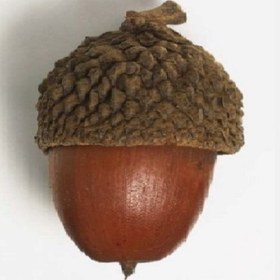 تصویر پک میوه تزیینی مدل بلوط دست‌چین زاگرس - 500 / قهوه‌ای سوخته / درشت 