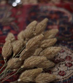 تصویر دم روباهی 