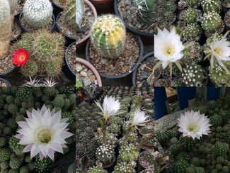 تصویر بذر کاکتوس اچینوپسیس میکس - بسته 10 عددی Echinopsis Mix