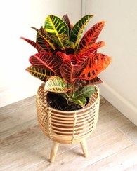 تصویر گیاه کروتون مناسب برای طراحی داخلی مدرن 