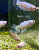 تصویر فایتر ماده 