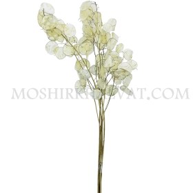 تصویر گل خشک مدل سکه ای 