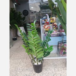 تصویر گل مصنوعی زاموفیلیا 9 شاخه 