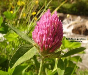 تصویر بذر شبدر قرمز Trifolium pratense 