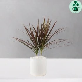 تصویر دراسنا قرمز 