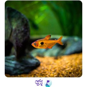 تصویر ماهی تترا جواهر 