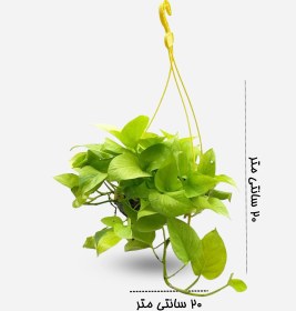 تصویر پتوس نئون 