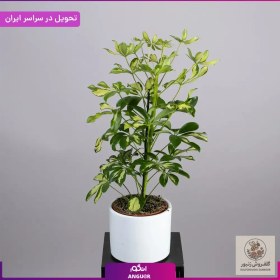 تصویر گلدان شفلرا | کد: ZNB-11LI 