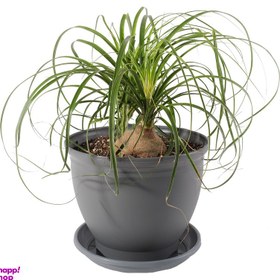 تصویر گیاه طبیعی لیندا مدل P-02 