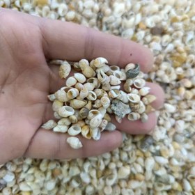 تصویر صدف ریز رنگ کرم(30گرم) مدل pkst04 