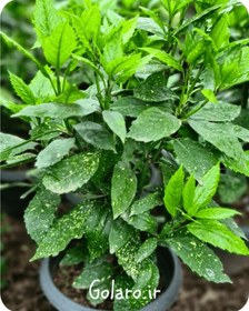 تصویر گیاه آکوبا (کروتون ) 