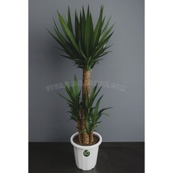 تصویر گیاه یوکا دو شاخه با گلدان پلاستیکی 