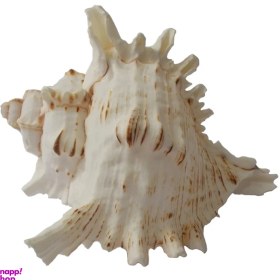 تصویر صدف تزئینی کد RS23 