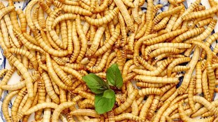 تصویر خرید و قیمت کرم میلورم زنده 