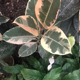 تصویر نهال فیکوس ابلق Ficus ablactus seedlings