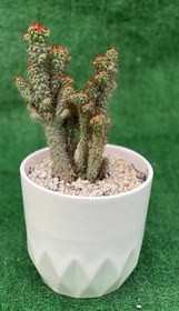 تصویر کاکتوس صخره ای 