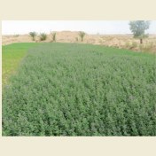 تصویر بذر یونجه رنجر آمریکایی 