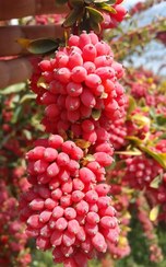 تصویر نهال زرشک پفکی قائنات 
