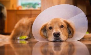 تصویر عقیم سازی سگ ماده نژاد بزرگ ( فقط در شهر تهران ) 