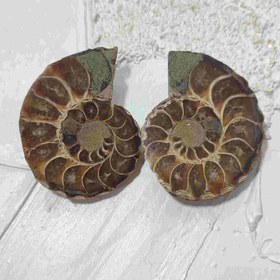 تصویر جفت فسیل آمونیت طبیعی اصل کد1 