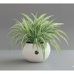 تصویر گلدان گندمی 