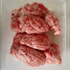 تصویر مغز شتر در بسته های 20 عددی 