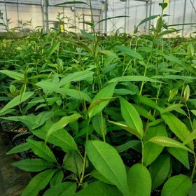 تصویر پایه رویشی GF677 