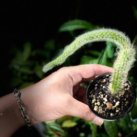 تصویر کاکتوس دم روباهی 